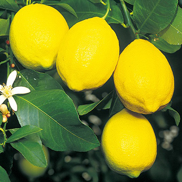 レモン・アレンユーレカ| 種・苗・ガーデニング用品の【タキイネット通販】