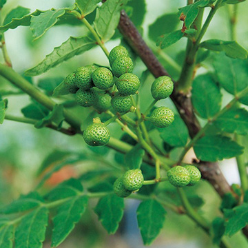 朝倉山椒| 種・苗・ガーデニング用品の【タキイネット通販】