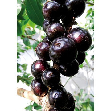 四季なり大実 ジャボチカバ| 種・苗・ガーデニング用品の【タキイ