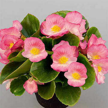 ベゴニア・F1スプリントプラス ピンク| 種・苗・ガーデニング用品の