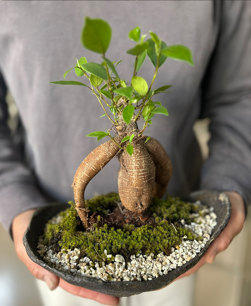 ガジュマル 盆栽のおすすめ人気商品一覧 通販 - Yahoo!ショッピング