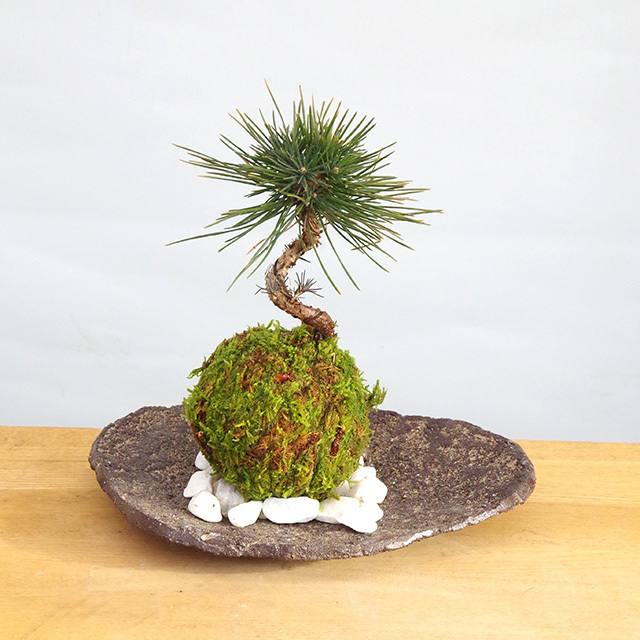 苔玉 盆栽 温かみを感じる モダン 黒松の苔玉 くらま岩器セット