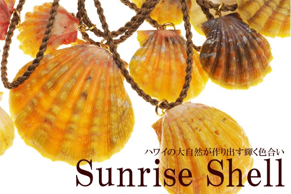 サンライズシェル ハワイの大自然が作り出した希少なサンライズシェル