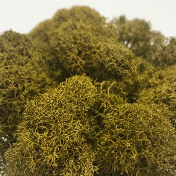 モス フィンランドモス レインディアモス 50g カラーモス ハーバリウム