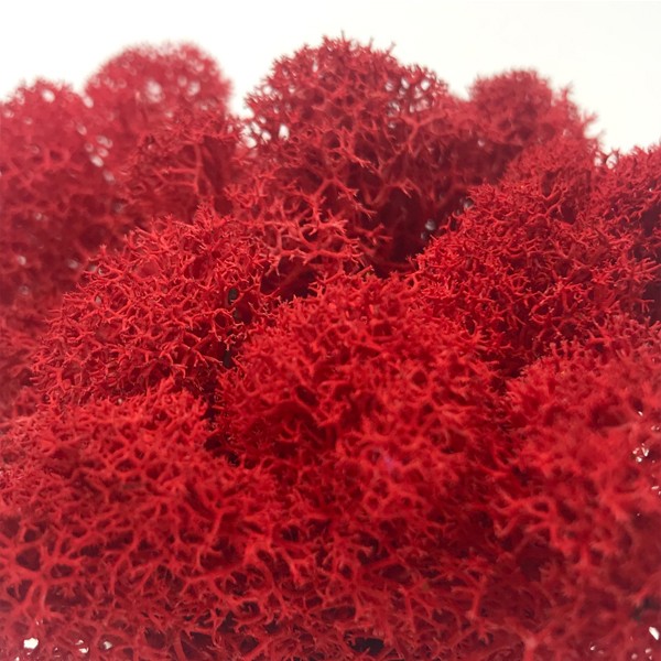 モス フィンランドモス レインディアモス 50g カラーモス ハーバリウム