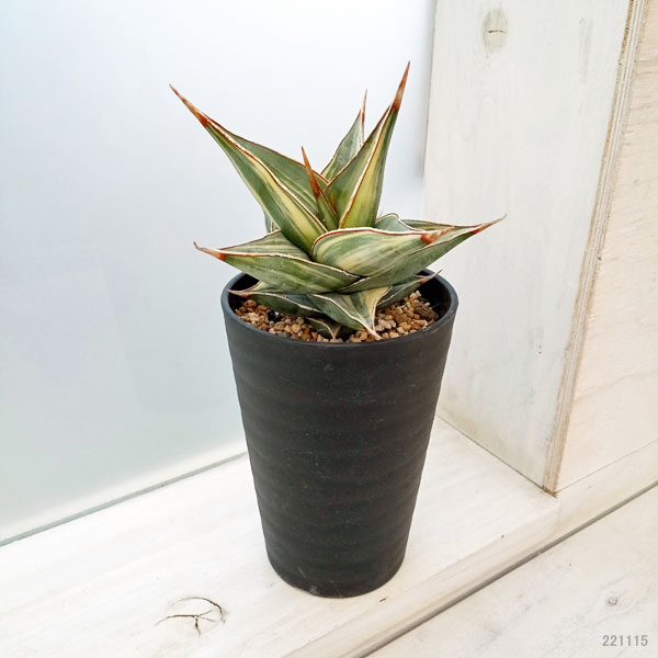 観葉植物 （わけあり特価）サンセベリア ピングイキュラ 縞斑入り 3.5