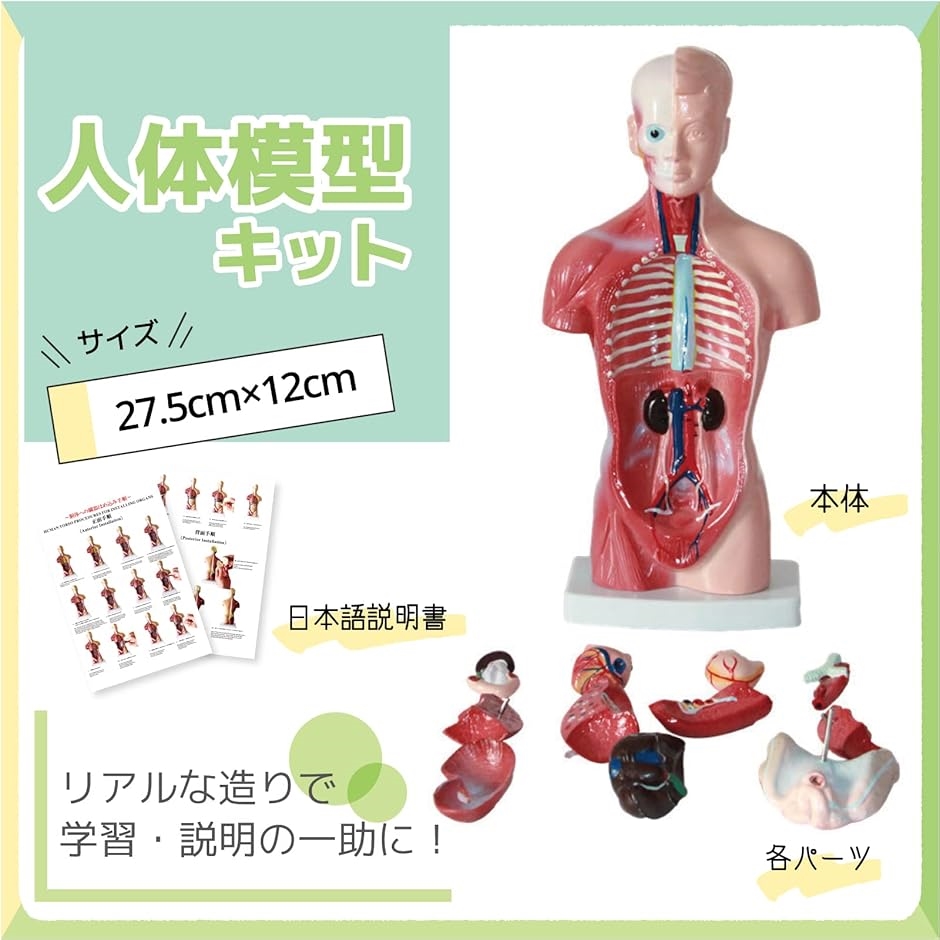 人体模型 おもちゃ 解剖 骨格模型 骨格標本 日本語説明書付属 学習