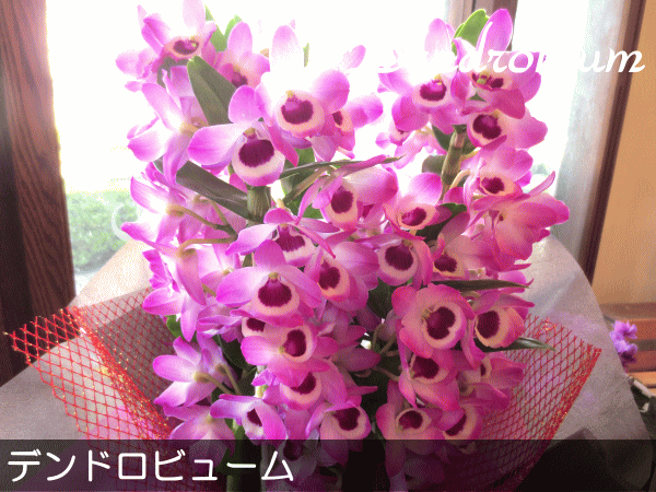 デンドロビューム Mサイズ 鉢植え 高品質でもお求めやすい価格で 洋蘭