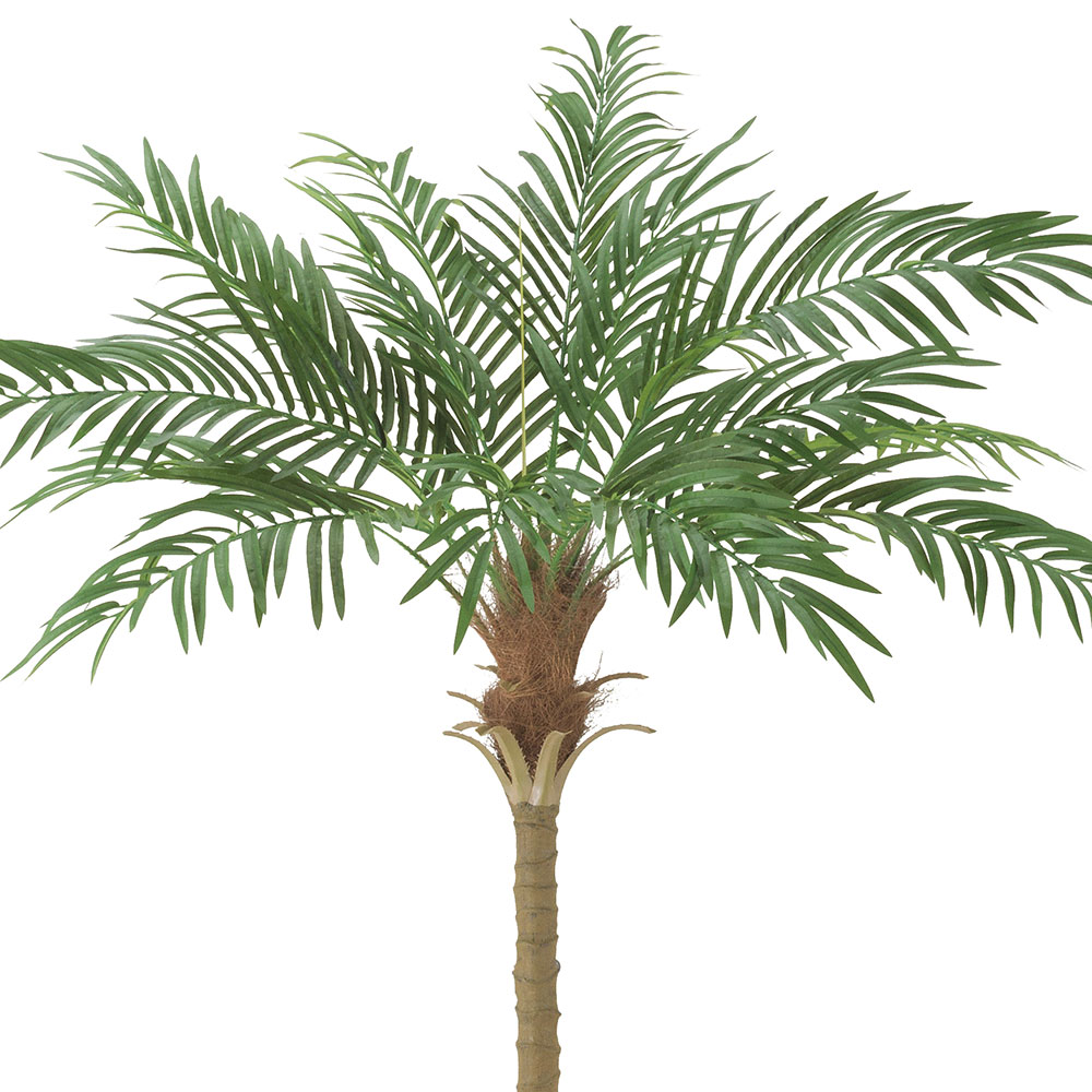 フェニックス 大型 観葉植物 人気 おしゃれ インテリアグリーン