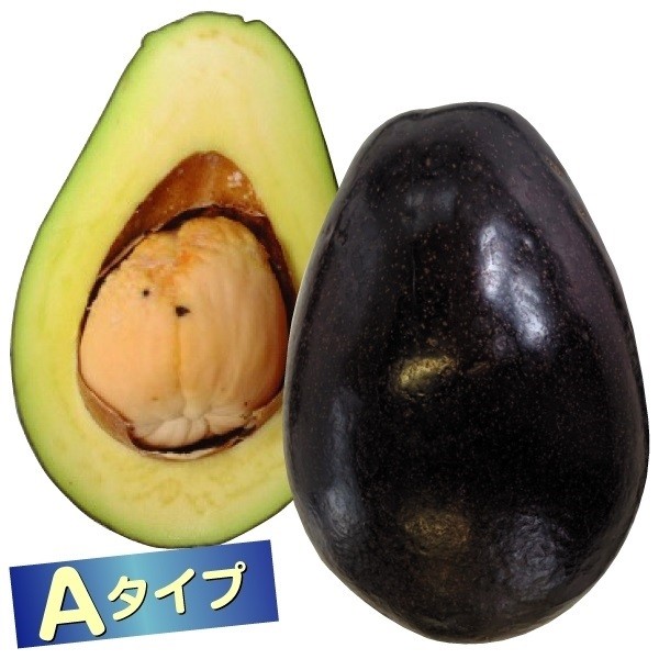 果樹苗 アボカド メキシコーラグランデ Aタイプ 1株 : 花と緑 国華園