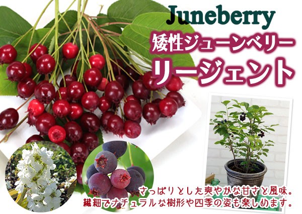 珍種 矮性ジューンベリー 『リージェント』 18cmポット苗の説明 - 通販