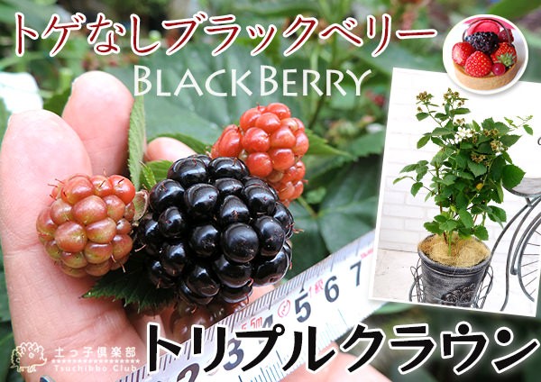 トゲなし ブラックベリー 『 トリプルクラウン 』 9cmポット苗 : 花と