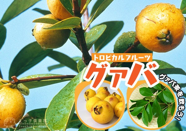 グアバ 「イエローストロベリーグァバ」18cmポット苗（ キミノ