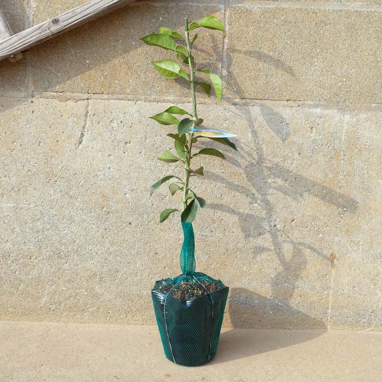 柚子樹高0.4m前後 15cmポット 苗木 1年生 1本で実がなる 柚子の木 ユズ