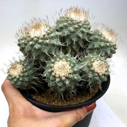 サボテン：ストロンボカクタス 菊水 群生 自根*全幅16cm 現品 一品