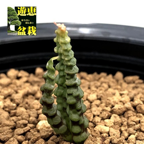 多肉植物：ブルビネ ブルインシー つくし玉*全幅1cm 現品！一品限り