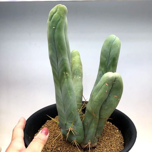 サボテン：トリコケレウス なるほど柱 珍宝閣*幅19cm 現品！一品限り