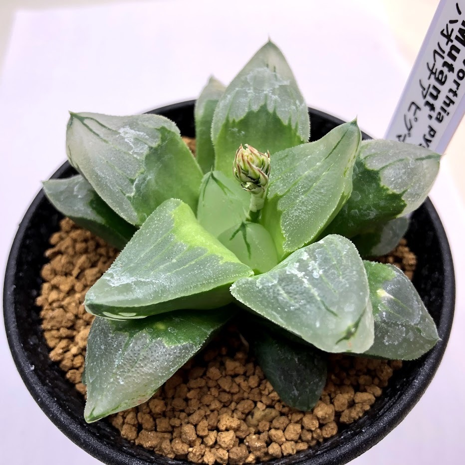 多肉植物：ハオルチア ピグマエア ミュータント*幅8cm 現品！一品
