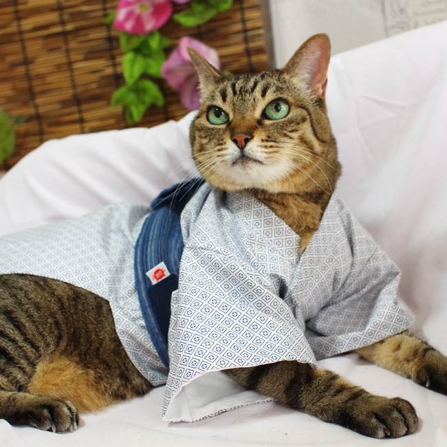 ゴロにゃんオリジナル 猫服 猫の着物 粋な男の子浴衣 : 56nyan 猫用品