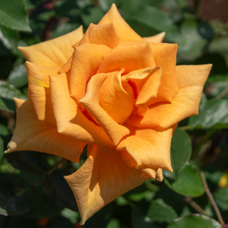 オレンジ | 篠宮バラ園