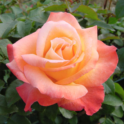 オレンジ | 篠宮バラ園