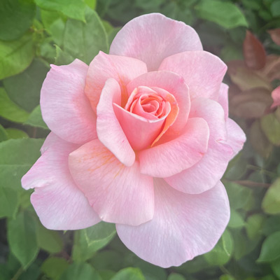 薄いピンク | 篠宮バラ園