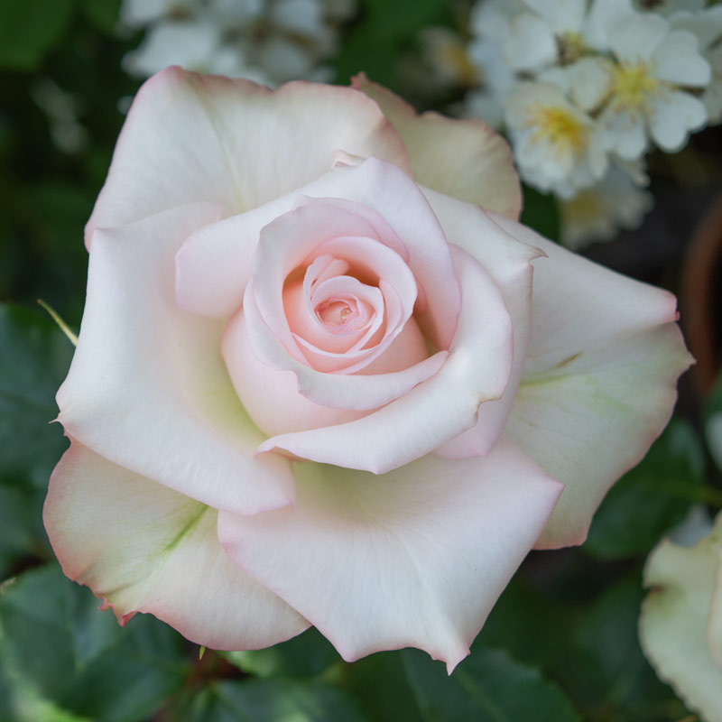 カイト・開人｜バラ苗の通販の篠宮バラ園