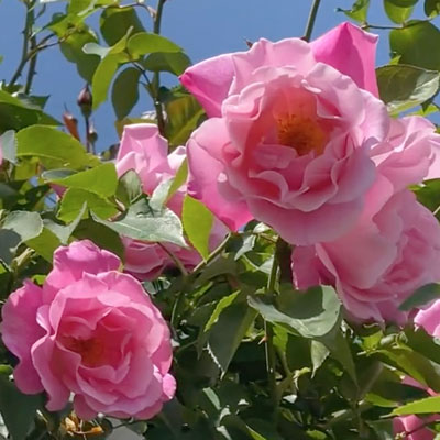 ザ ウェッジウッド ローズ｜バラ苗の通販の篠宮バラ園