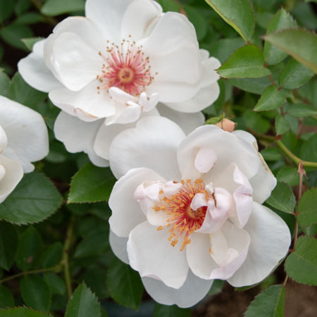 ホワイト ウィングス｜バラ苗の通販の篠宮バラ園