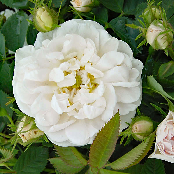 ジャンヌ ダルク ｜バラ苗の通販の篠宮バラ園