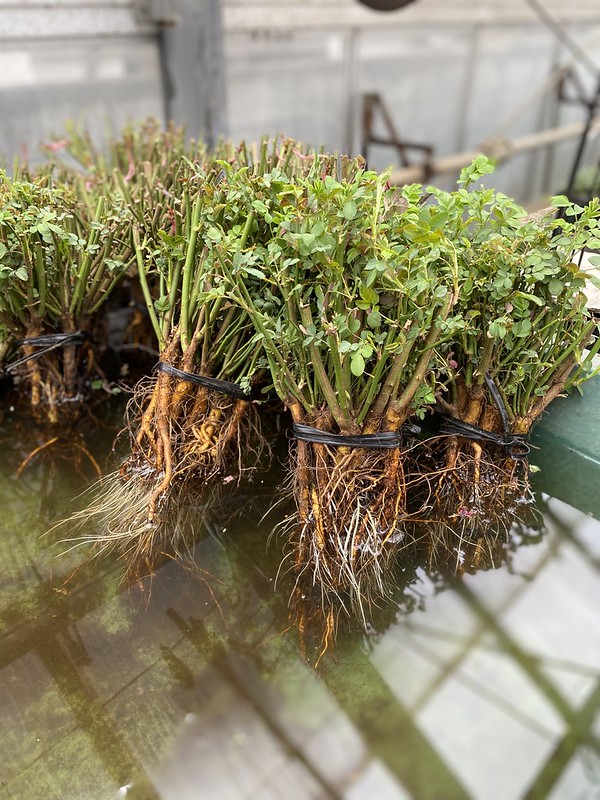 冬季限定 自家製の台木｜バラ苗の通販の篠宮バラ園