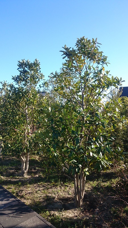 商品紹介（常緑・中高木） - 伸松園