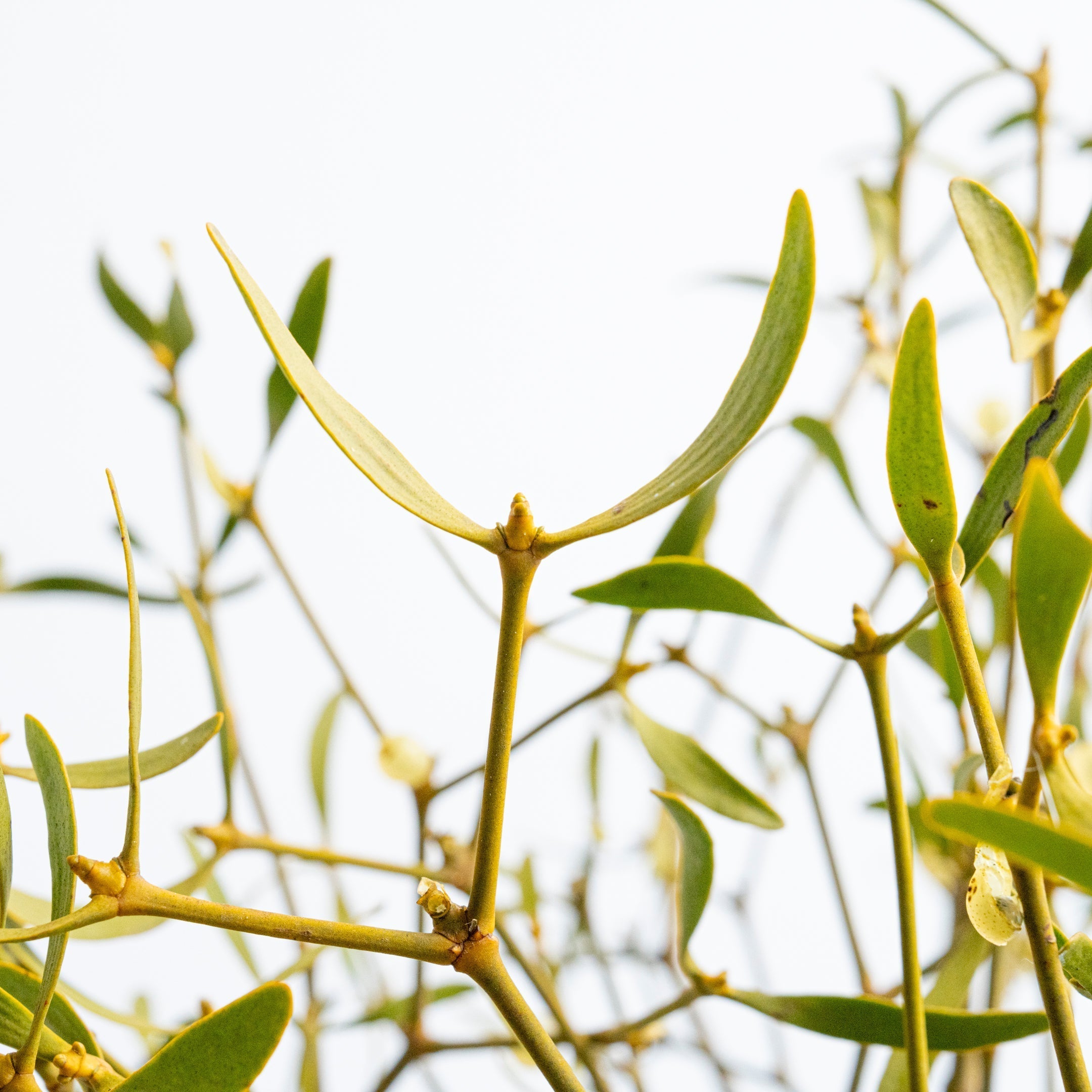 DSC00778-7.jpg?crop=center&