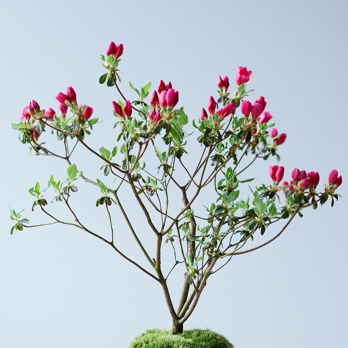 受注販売】四季と盆栽〈春〉 ｜ 深山霧島躑躅（ミヤマキリシマツツジ）