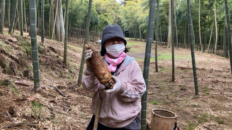 高級白たけのこ掘り初体験！見つけ方 掘り方 持ち物 千葉 大多喜