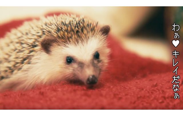 そのかわいさにノックアウト♡ハリネズミ動画に胸キュンが止まらない！