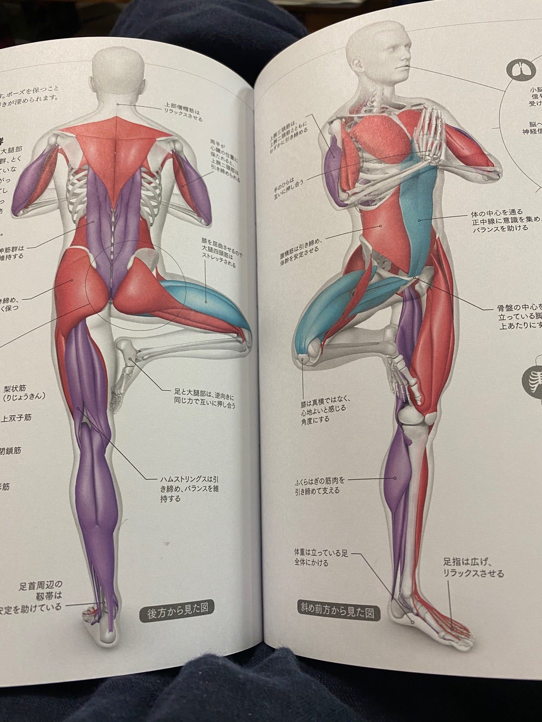 ヨガの本、解剖学お勧め！ | 浦安ヨガ教室 mimoyoga ヨガ資格取得全米