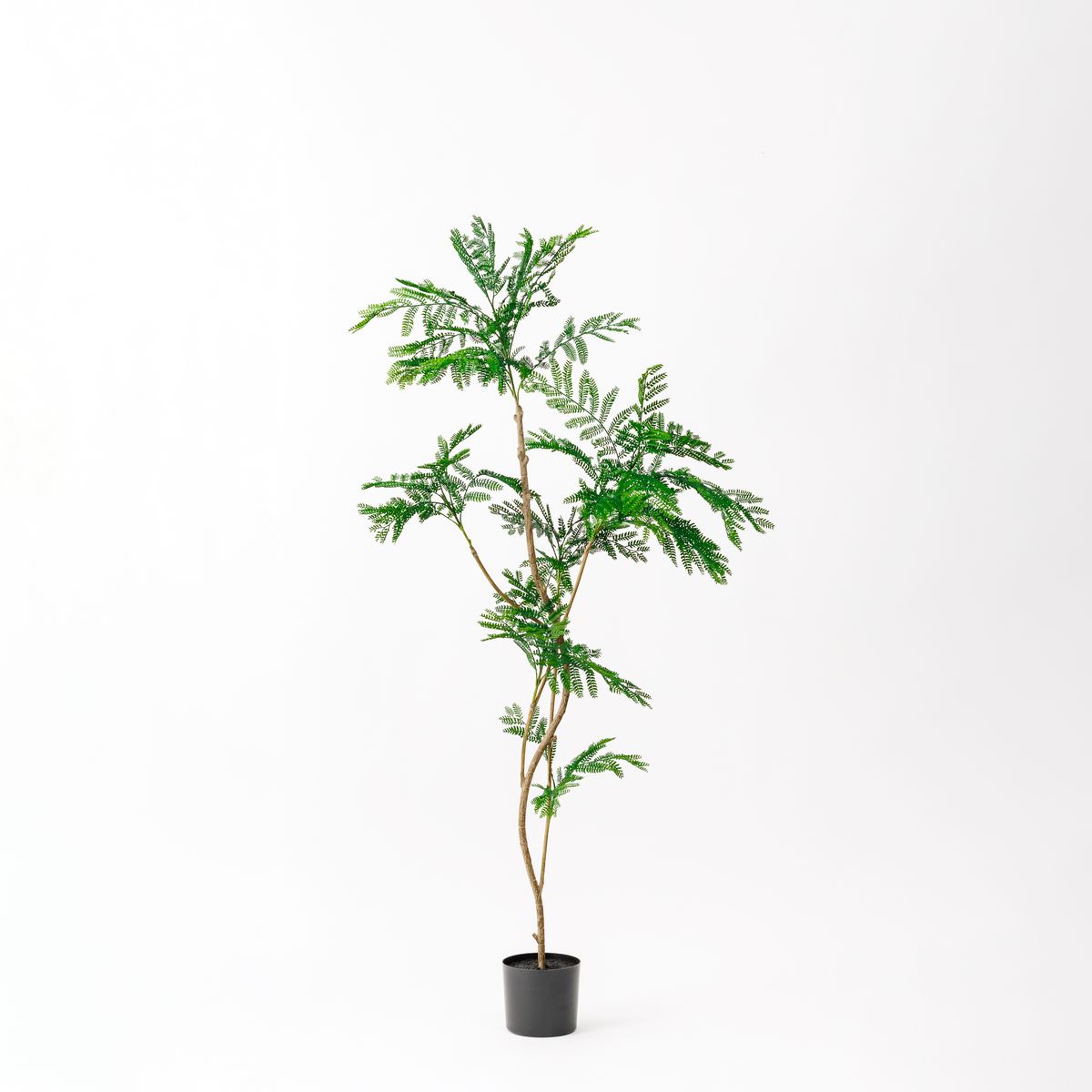 直送】 【人工観葉植物】アスカ/エバーフレッシュ(ポット付) グリーン