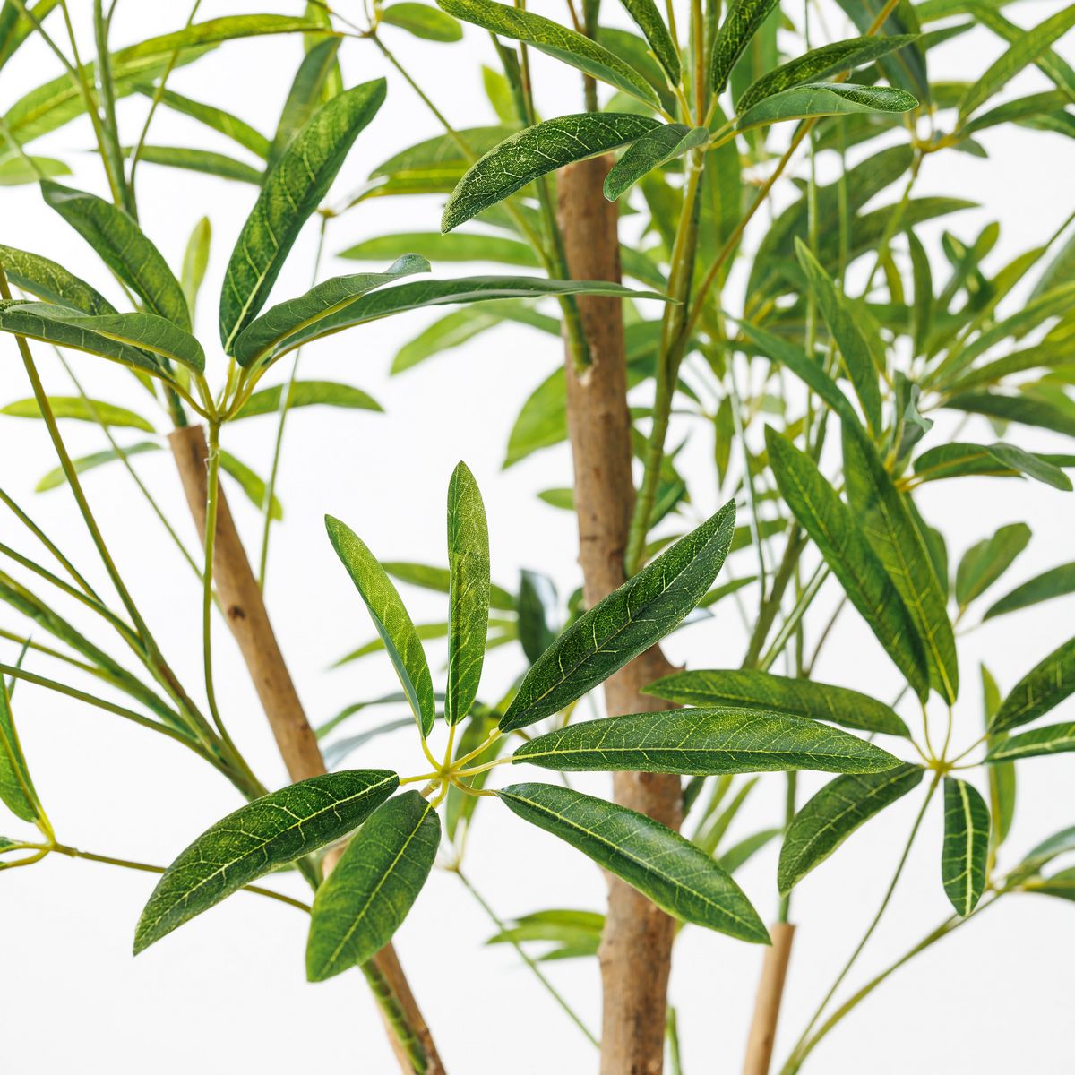 直送】【人工観葉植物】YDM/180cmシェフレラアンガスティフォリア