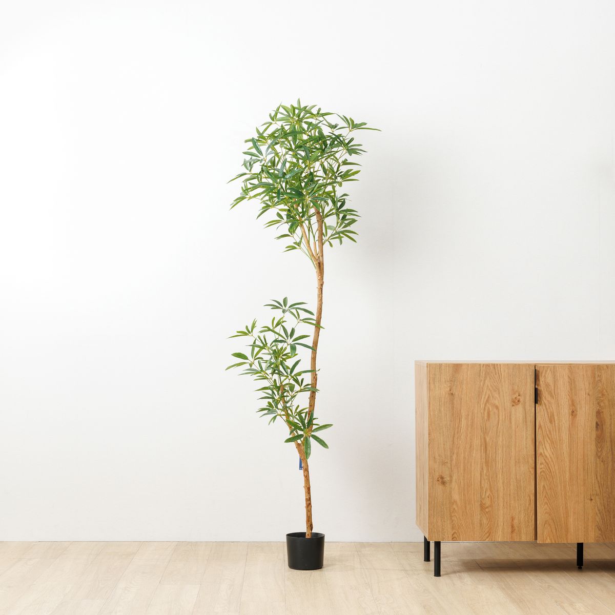 直送】【人工観葉植物】YDM/180cmシェフレラアンガスティフォリア