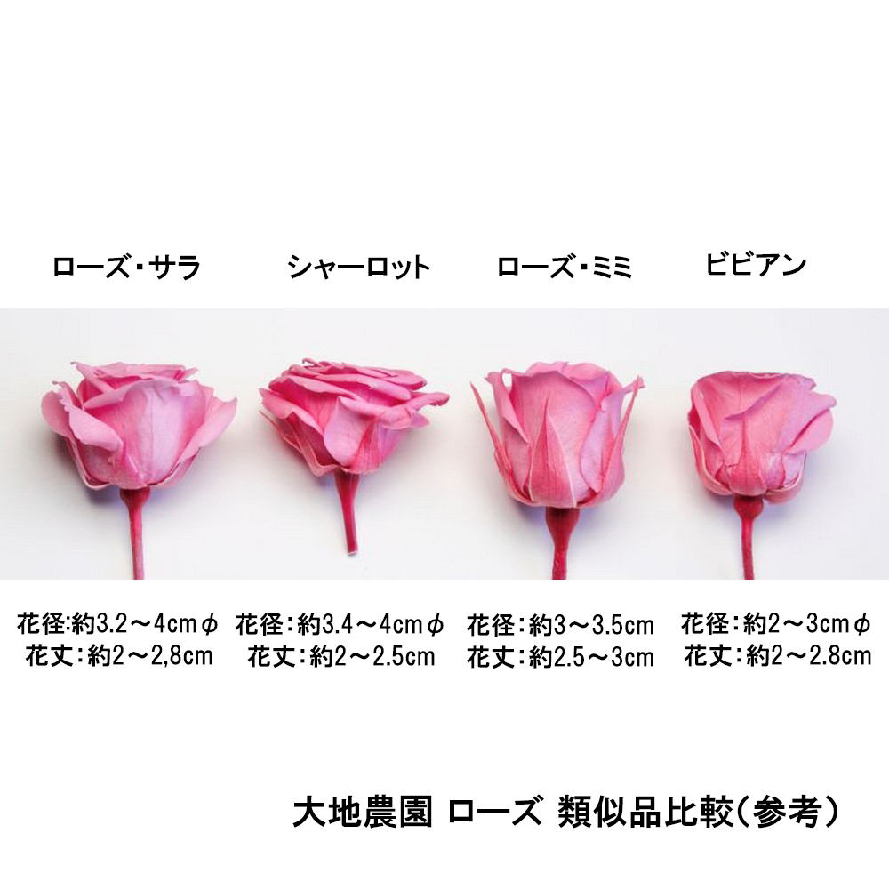 プリザーブド】大地農園/ローズ・サラ 9輪 ピュアホワイト/02580-001