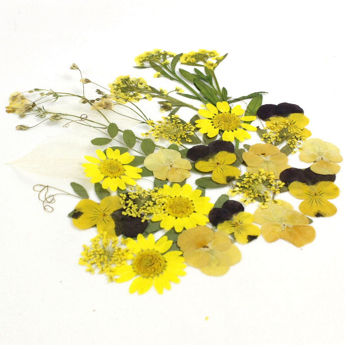 即日☆ 【ドライ】押し花 ミックスパックD(イエロー系) - 花材通販は