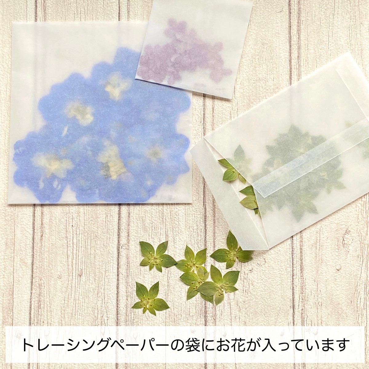 ドライ】m flowers/押し花 マトリカリア ダブルラテ - 花材通販はなど