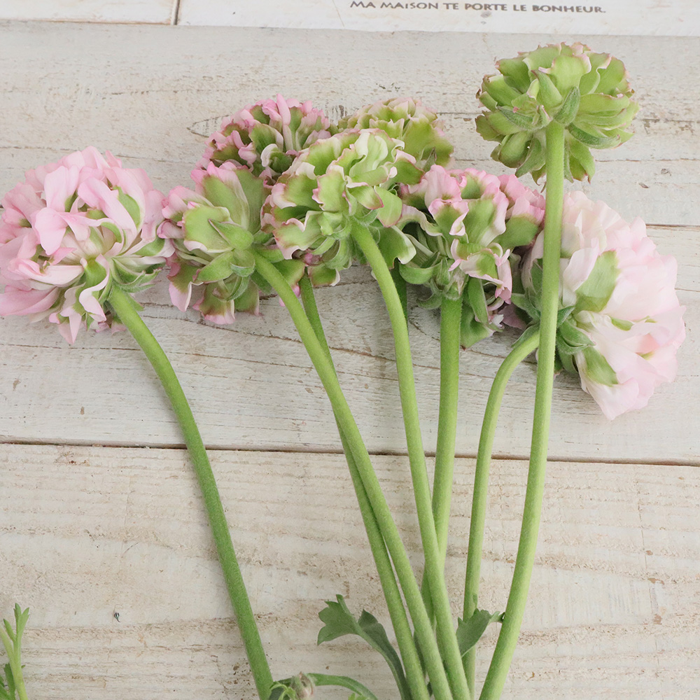 08直前!】ラナンキュラス ポンポンアリス(ピンク緑)40CM - 花材通販は