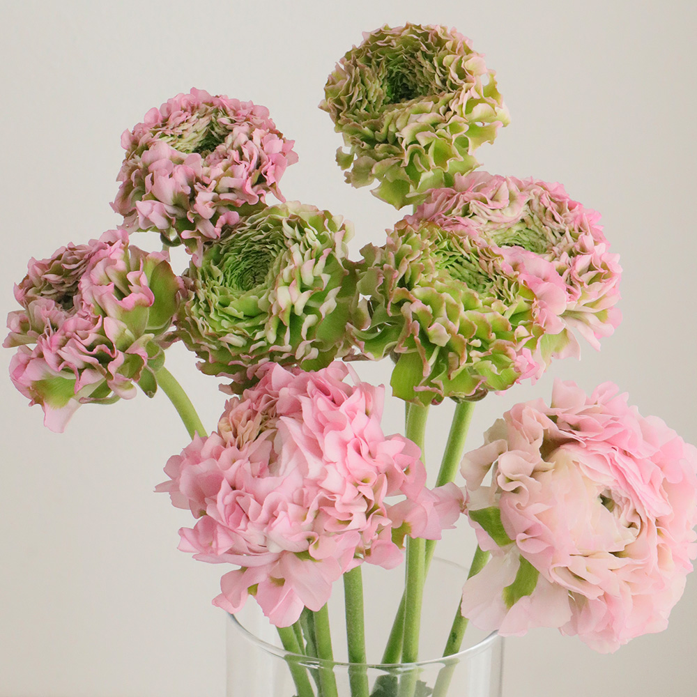 生花】ラナンキュラス ポンポンハーマイオニーまたはアリス(ピンク緑