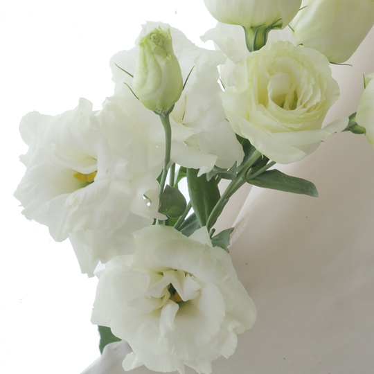 生花】トルコキキョウ (白八重) 品種おまかせ【OR-13】今週のオトク