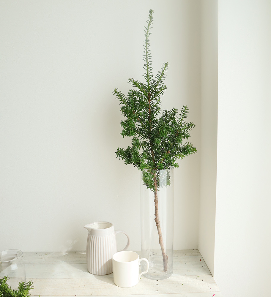 生花】伽羅木(キャラボク)80-100cm程度 大佐和花き園【早締切-74