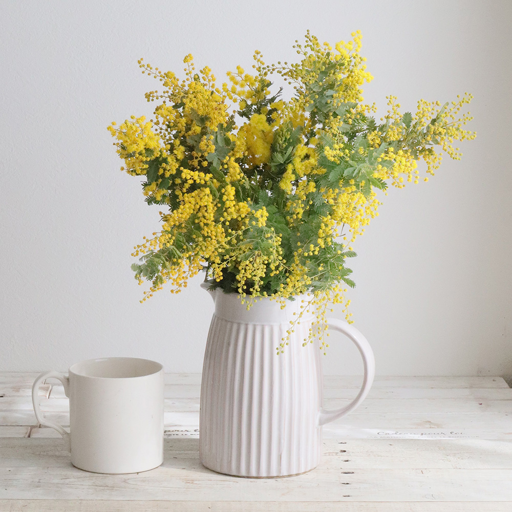 生花】国産 銀葉ミモザアカシア(花)40cm程度 千葉県など 【OR-13