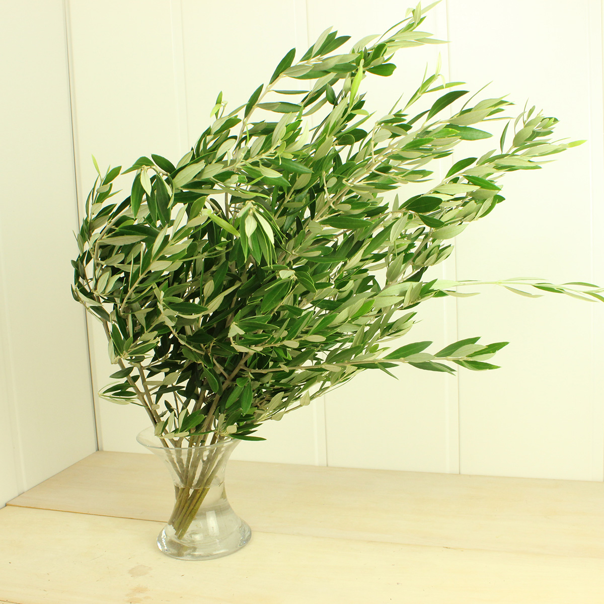 生花】オリーブの枝(40-50cm枝分かれなし)かさがわナーセリー※入荷少