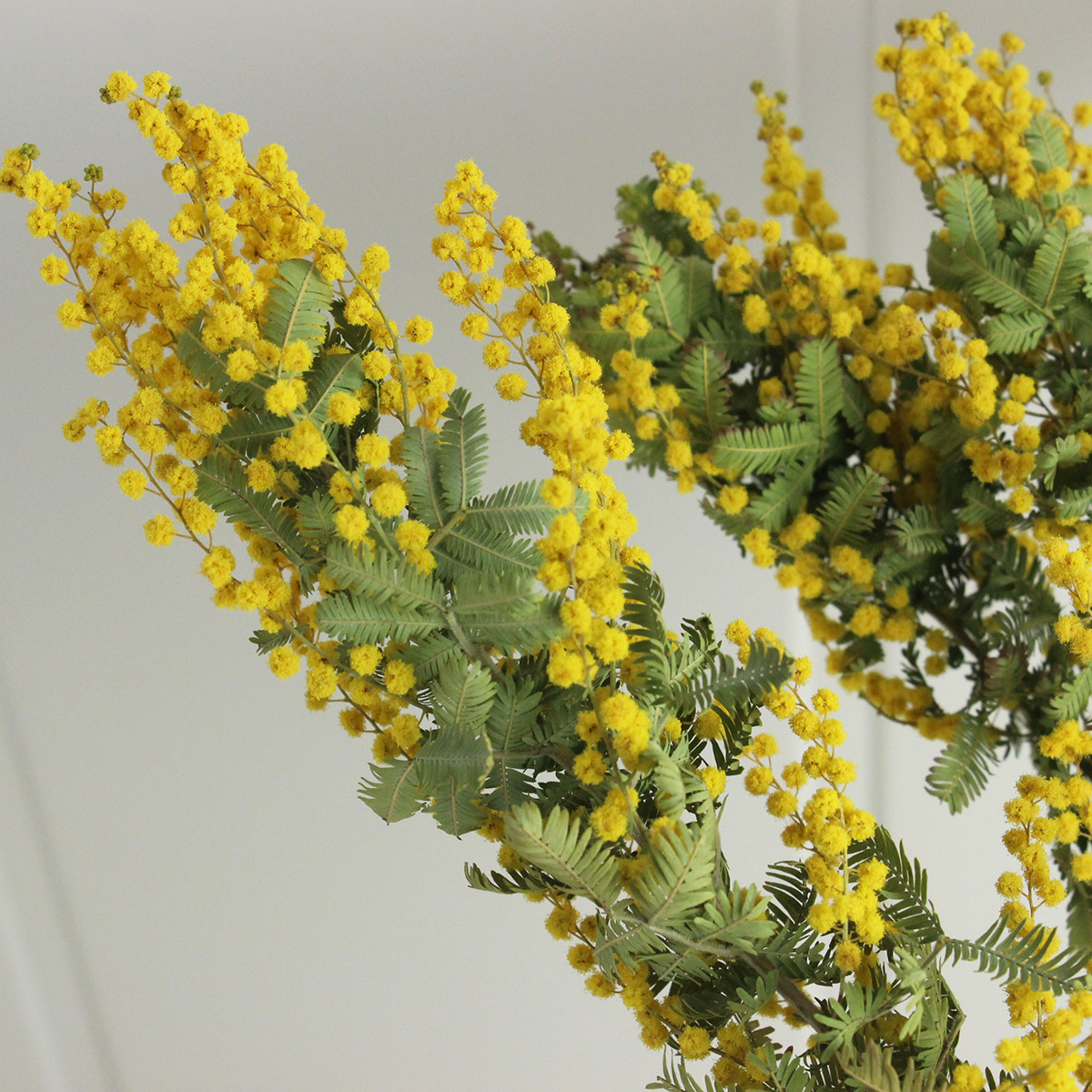 ドライ】J・flow/銀葉ミモザアカシア(大束 束3〜5本 50-70cm混合)【XX